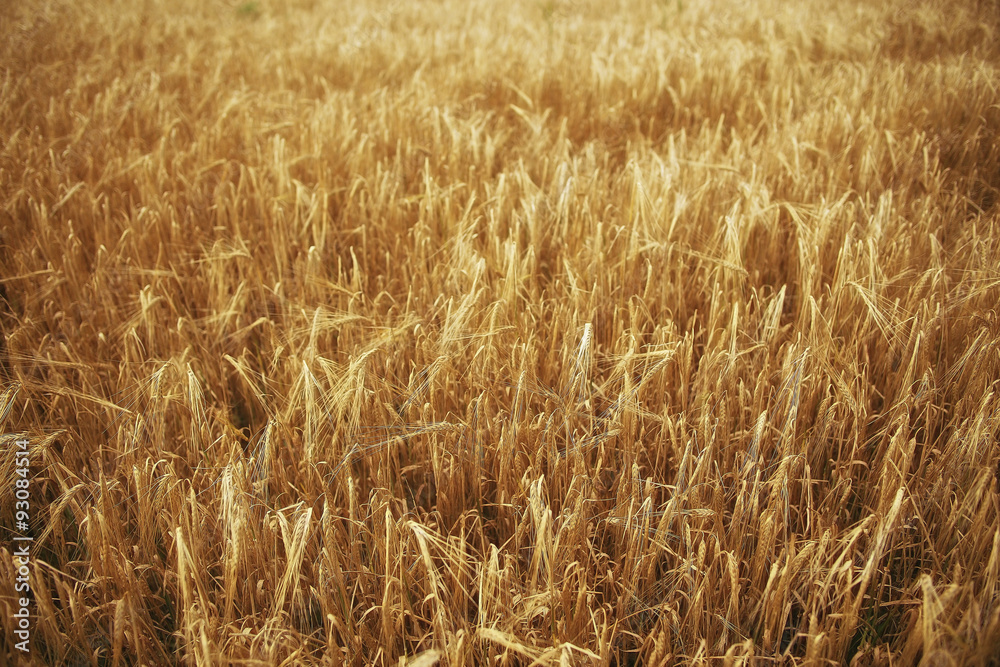 spikelets of wheat in a field texture agriculture spikelets of wheat in a field texture agriculture