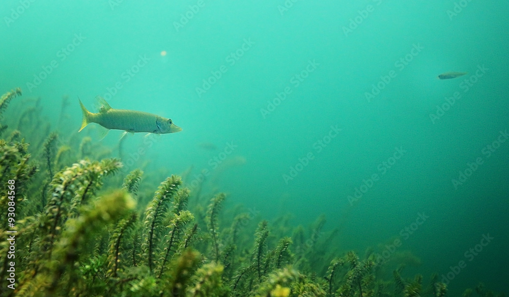 Fototapeta premium underwater scenery in the river diving