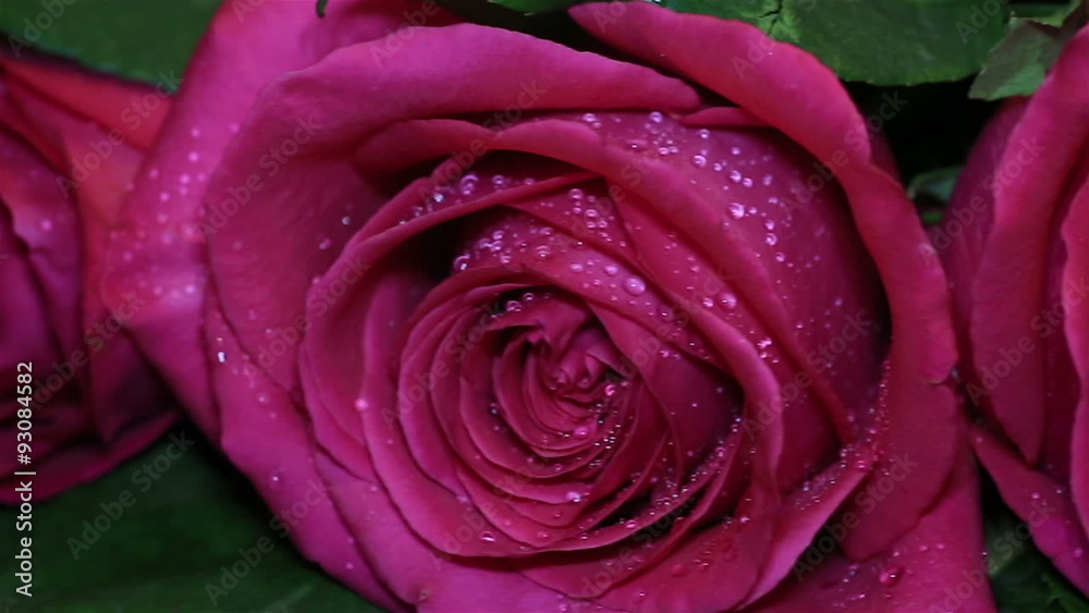 Fresh pink rose and dry. Withering beauty and onset of old age. Fresh pink rose and dry. Withering beauty and onset of old age.