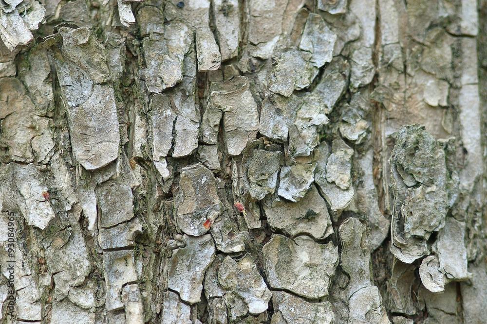 texture of tree bark