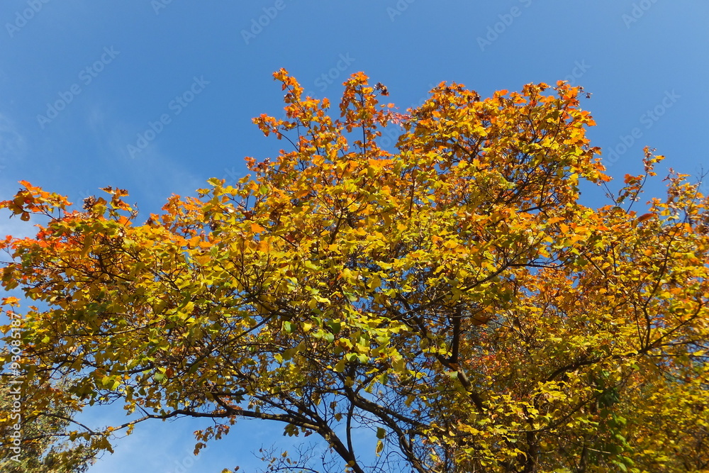 Indian Summer-schön gefärbter Ahornbaum vor stahlblauem himmel
