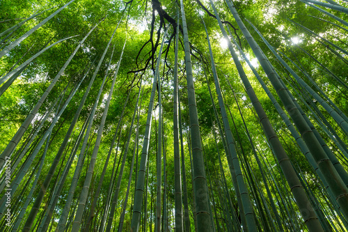 Bamboo grove  bamboo forest at Arashiyama  Kyoto  Japan