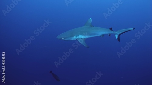 Wallpaper Mural grey reef shark (Carcharhinus amblyrhynchos) swims near coral reef, Indian Ocean, Maldives     
 Torontodigital.ca