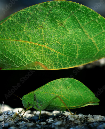 Grasshopper mimics tree leaf