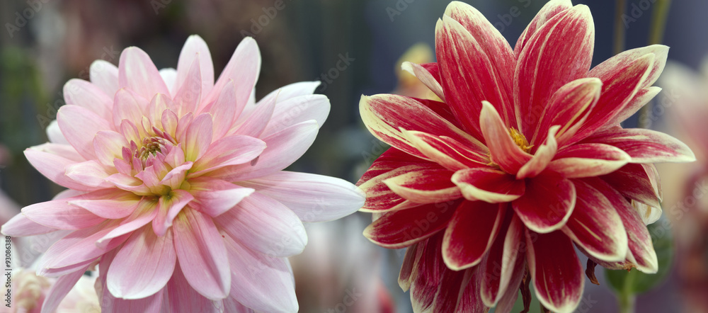 Fototapeta premium Dahlia buds