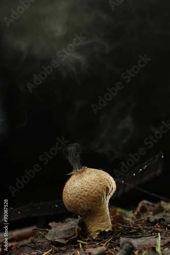 Puffball fungus spores reproduction smoke mushroom photo
