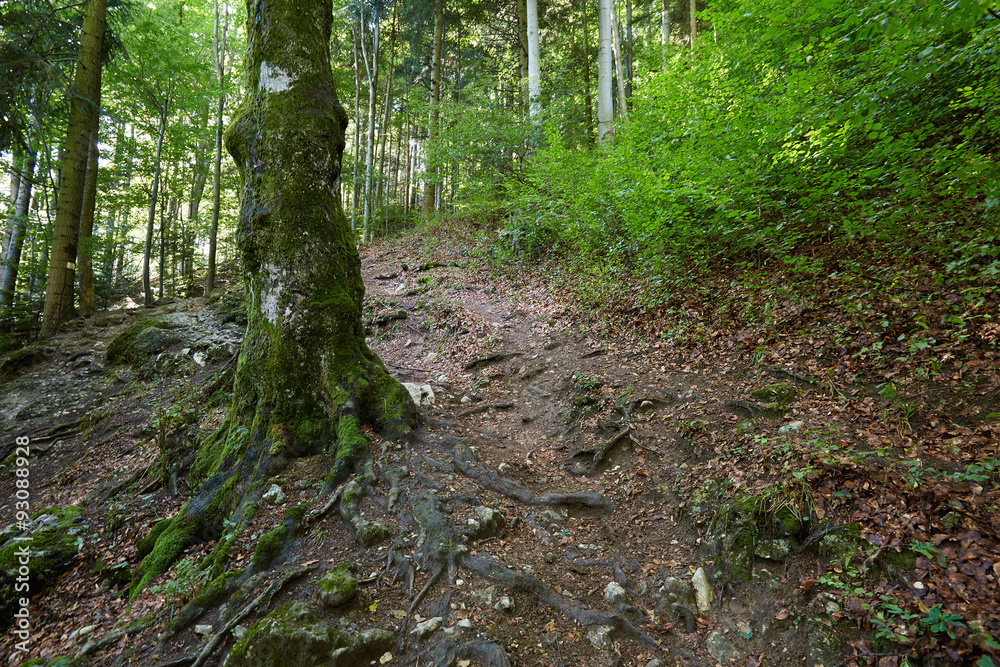Forest landscape Forest landscape