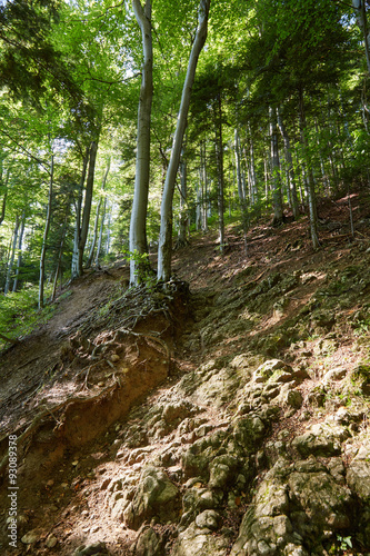 Forest landscape