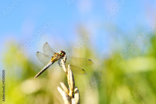 A dragonfly perches a dried grass in the autumnal blue sky. © naotoshinkai
