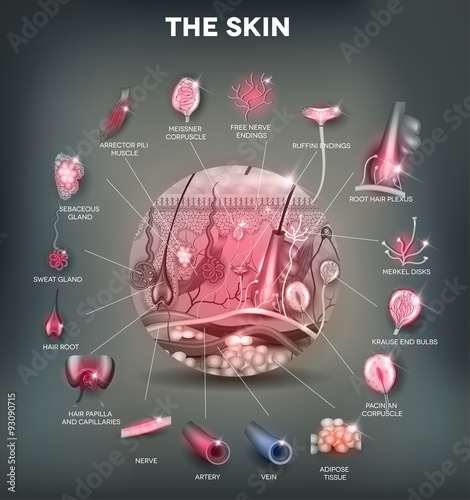 Skin anatomy in the round shape, detailed illustration photo