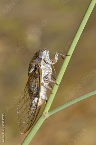 Closeup of Cicada (Lyristes plebejus)   photo