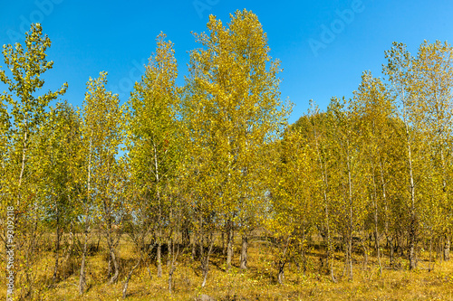 Fototapeta Naklejka Na Ścianę i Meble -  autumn trees, golden autumn, autumn landscape, autumn background