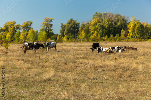 cows in the pasture, the cows resting in a meadow, autumn landsc
