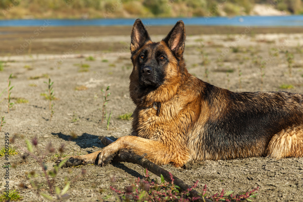 german shepherd, man's best friend, favorite, pet, guard dog, sh