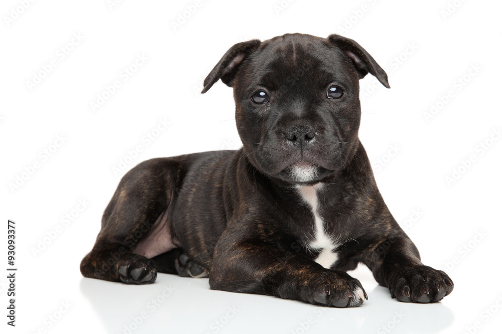 Staffordshire bull terrier puppy Staffordshire bull terrier puppy