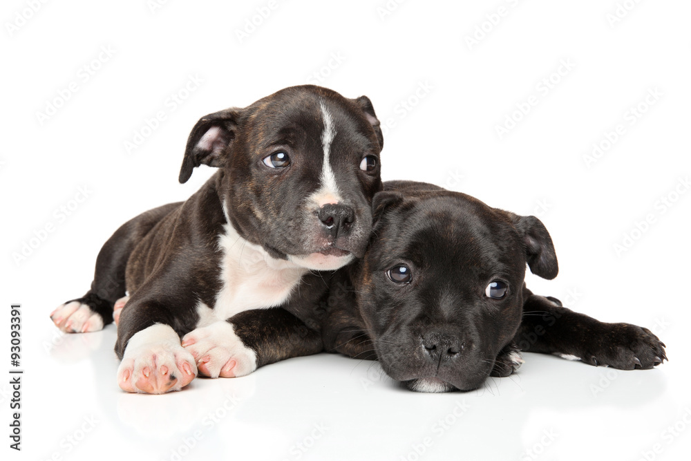 Staffordshire bull terrier puppies