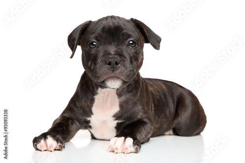 Fototapeta Naklejka Na Ścianę i Meble -  Staffordshire bull terrier puppy