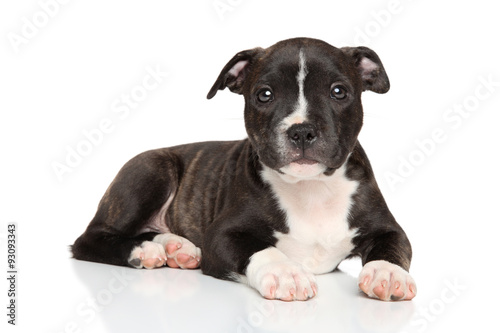 Staffordshire bull terrier puppy