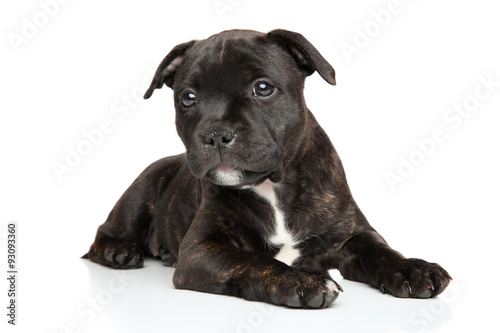 Fototapeta Naklejka Na Ścianę i Meble -  Staffordshire bull terrier puppy