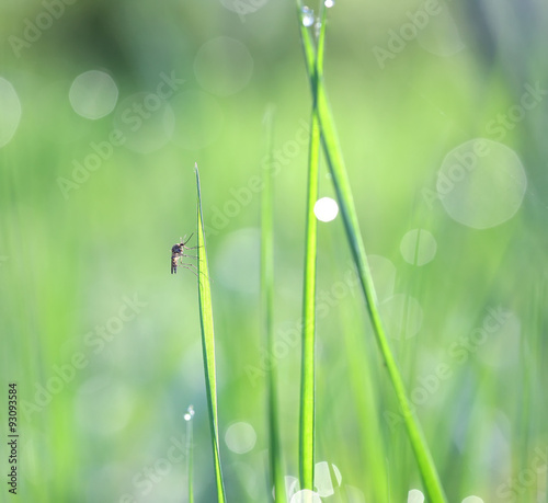 The mosquito on the grass leaf closeup