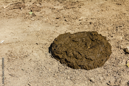 Bullshit on the ground. photo