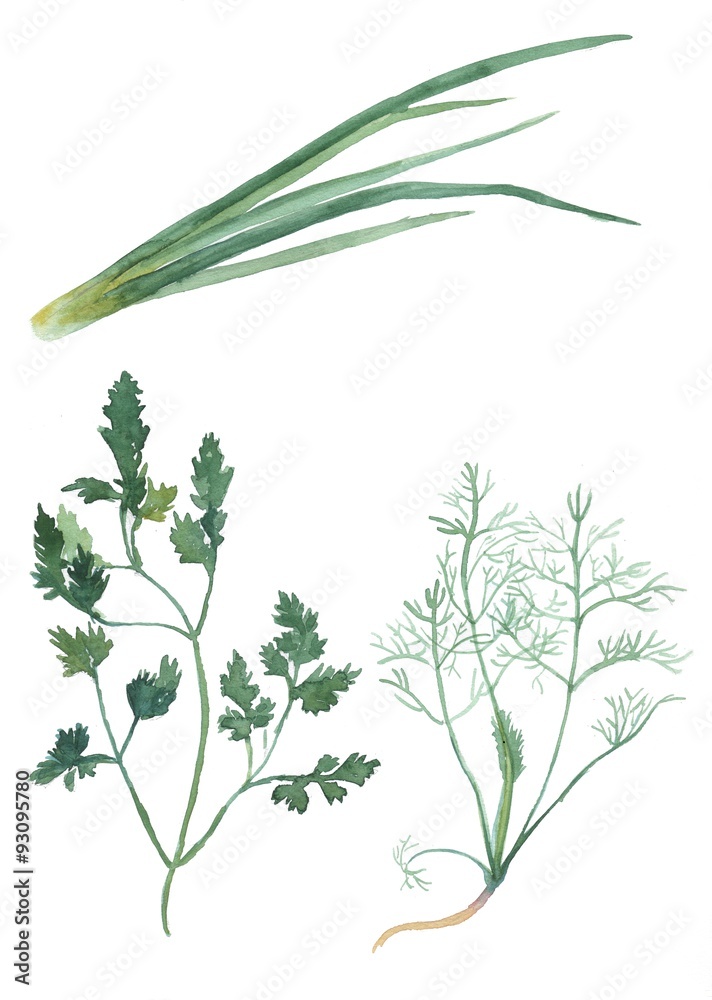 Fototapeta premium parsley, dill , onion,