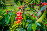 Coffee farm in Manizales, Colombia