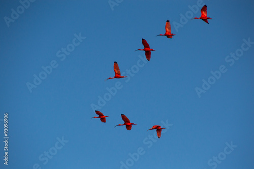 Red Ibises flying high