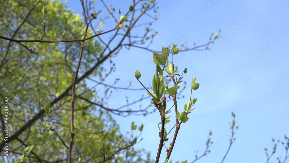 Tulip tree saddletree twig leaves and buds on blue sky background in spring time. Zoom out shot. 4K UHD video clip.
Tulip tree saddletree twig leaves and buds on blue sky background in spring time. Zoom out shot. 4K UHD video clip.
