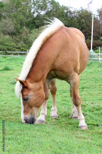 Foto norwegian horse or fjord horse in a meadow.
