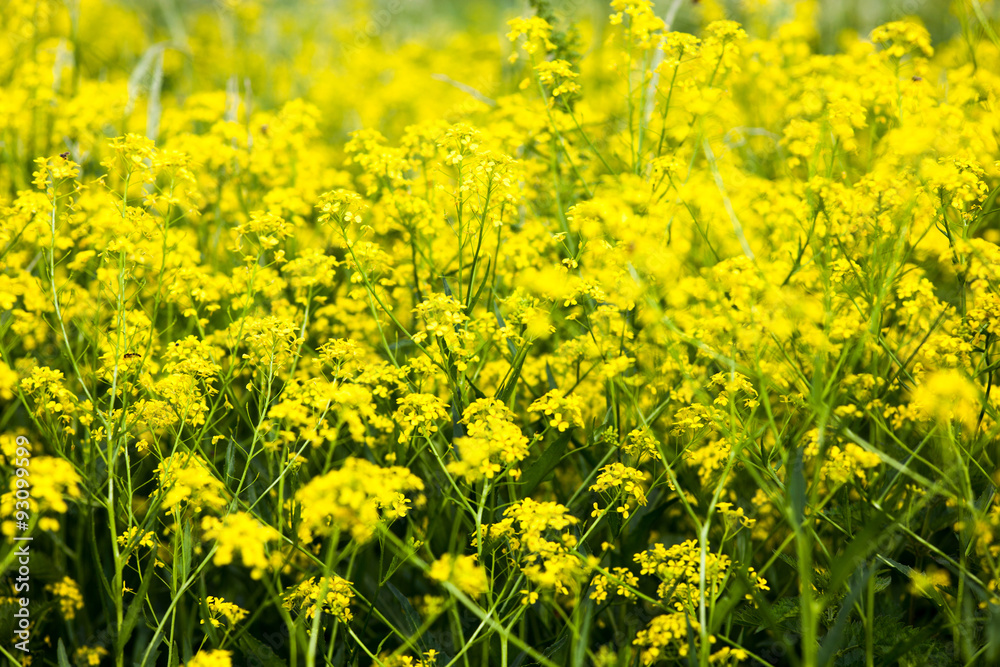 Yellow rapeseed flowers (Brassica napus)