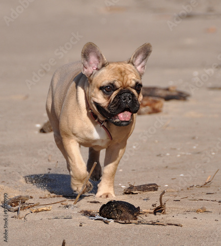 French Bulldog dog on the sea © zanna_