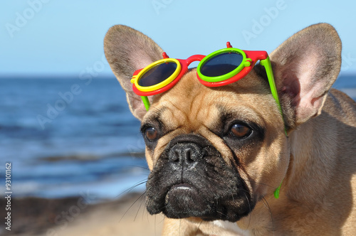 Fototapeta Naklejka Na Ścianę i Meble -  French Bulldog dog in sunglasses