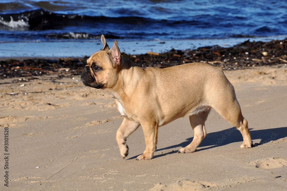 French Bulldog dog on the sea