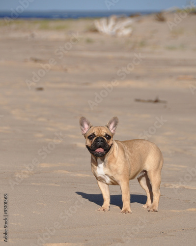 French Bulldog dog on the sea