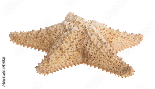 Canvas Print beige large starfish on white