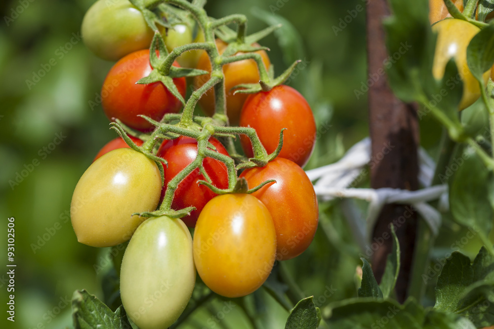 cherry tomatoes plant