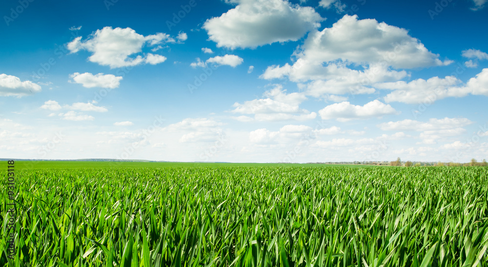 field field