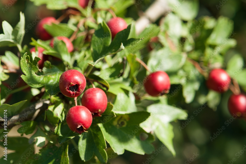 dog-rose fruits