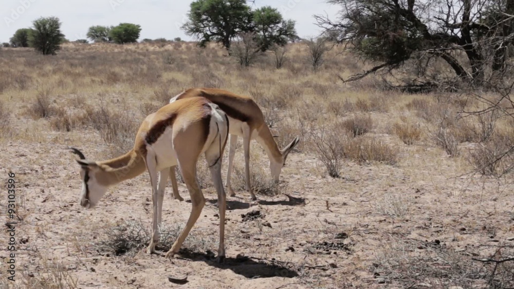 Portrait of springbok antelope grazing in kgalagadi national Park, Namibia
Portrait of springbok antelope grazing in kgalagadi national Park, Namibia