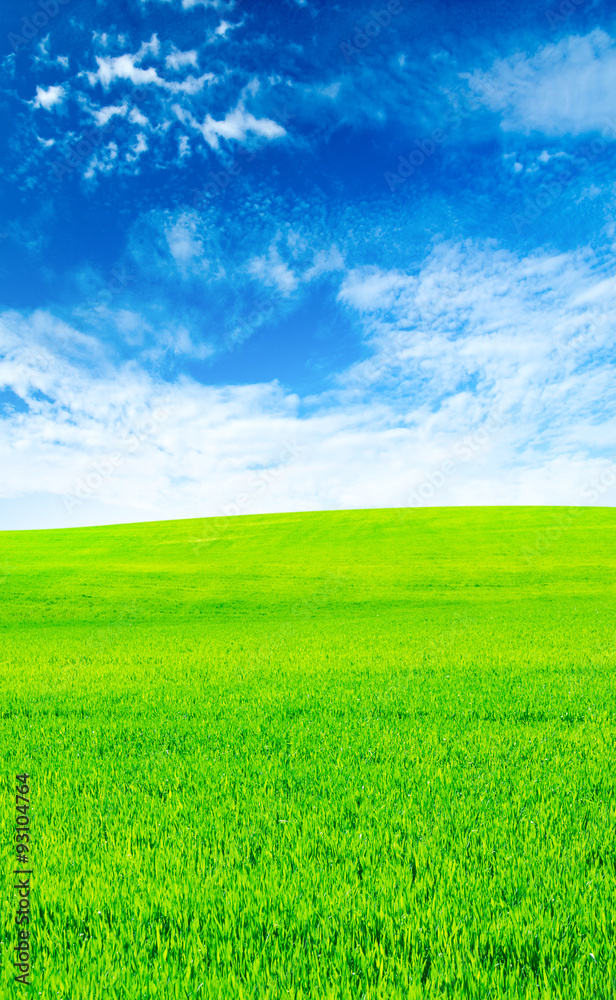 Green field and blue sky Green field and blue sky
