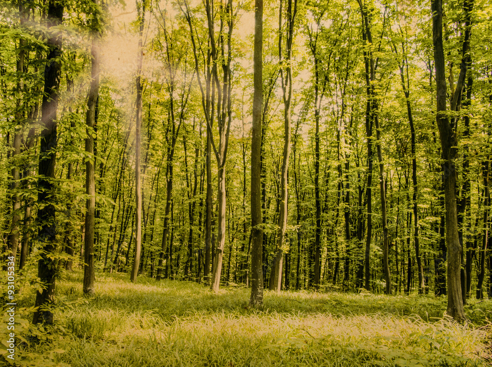 Nature background of green forest Nature background of green forest