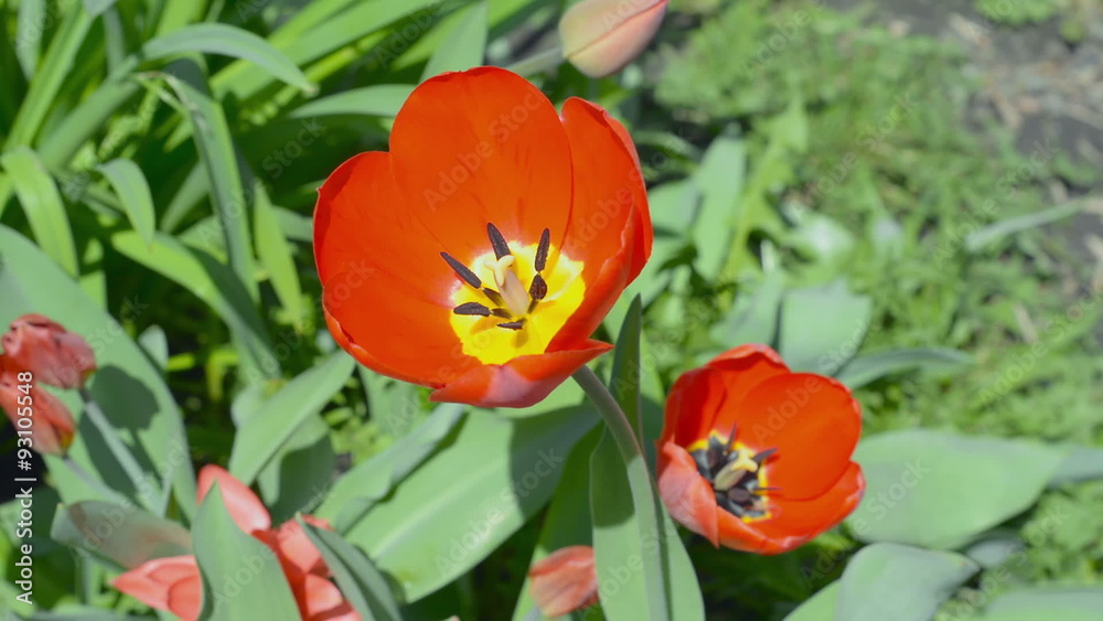 Disclosed red tulips