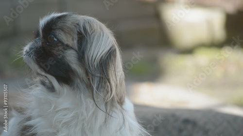 Japanese Chin or Japanese Spaniel photo