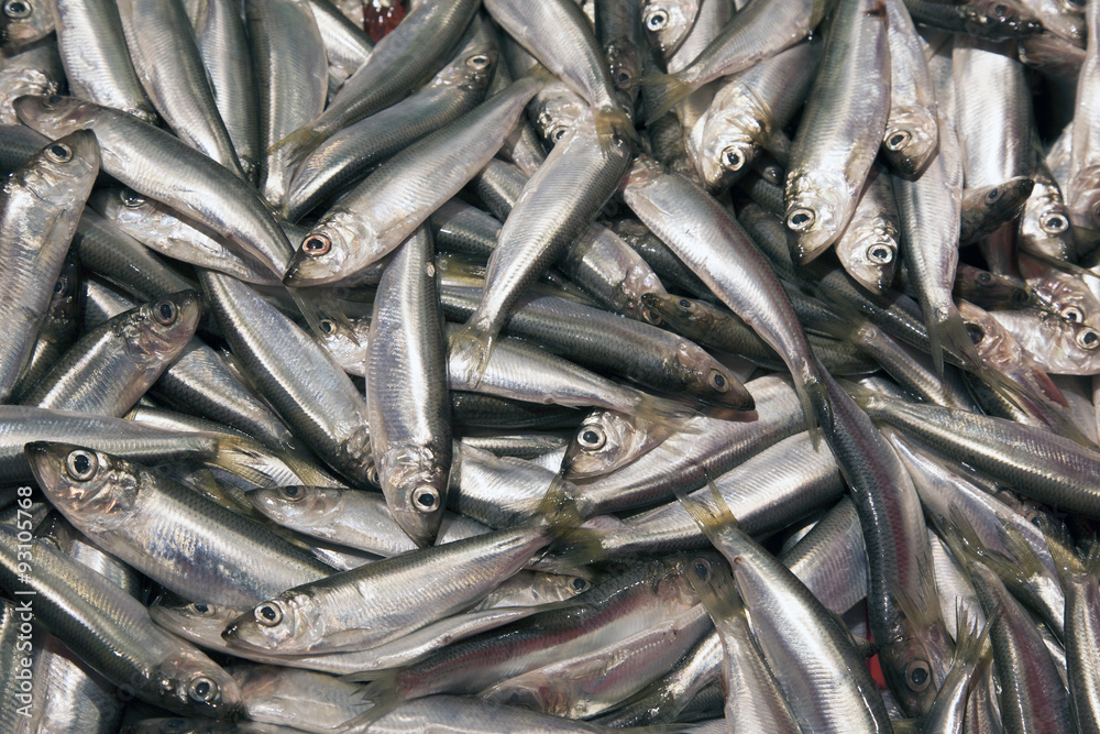Fototapeta premium Fish Background
