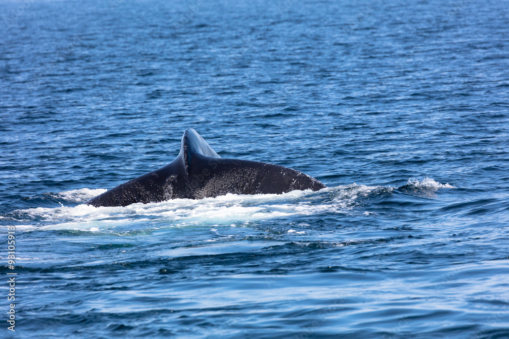 Naklejka premium tail of Whale, cape cod