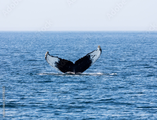 Tail of Whale, Cape Cod