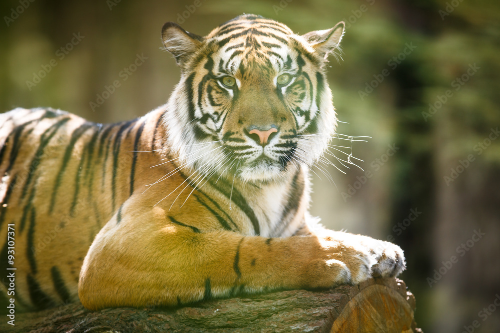 Obraz premium Closeup of a Siberian tiger also know as Amur tiger
