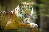 Closeup of a Siberian tiger also know as Amur tiger