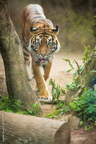 Fototapeta Naklejka Na Ścianę i Meble -  Closeup of a Siberian tiger also know as Amur tiger